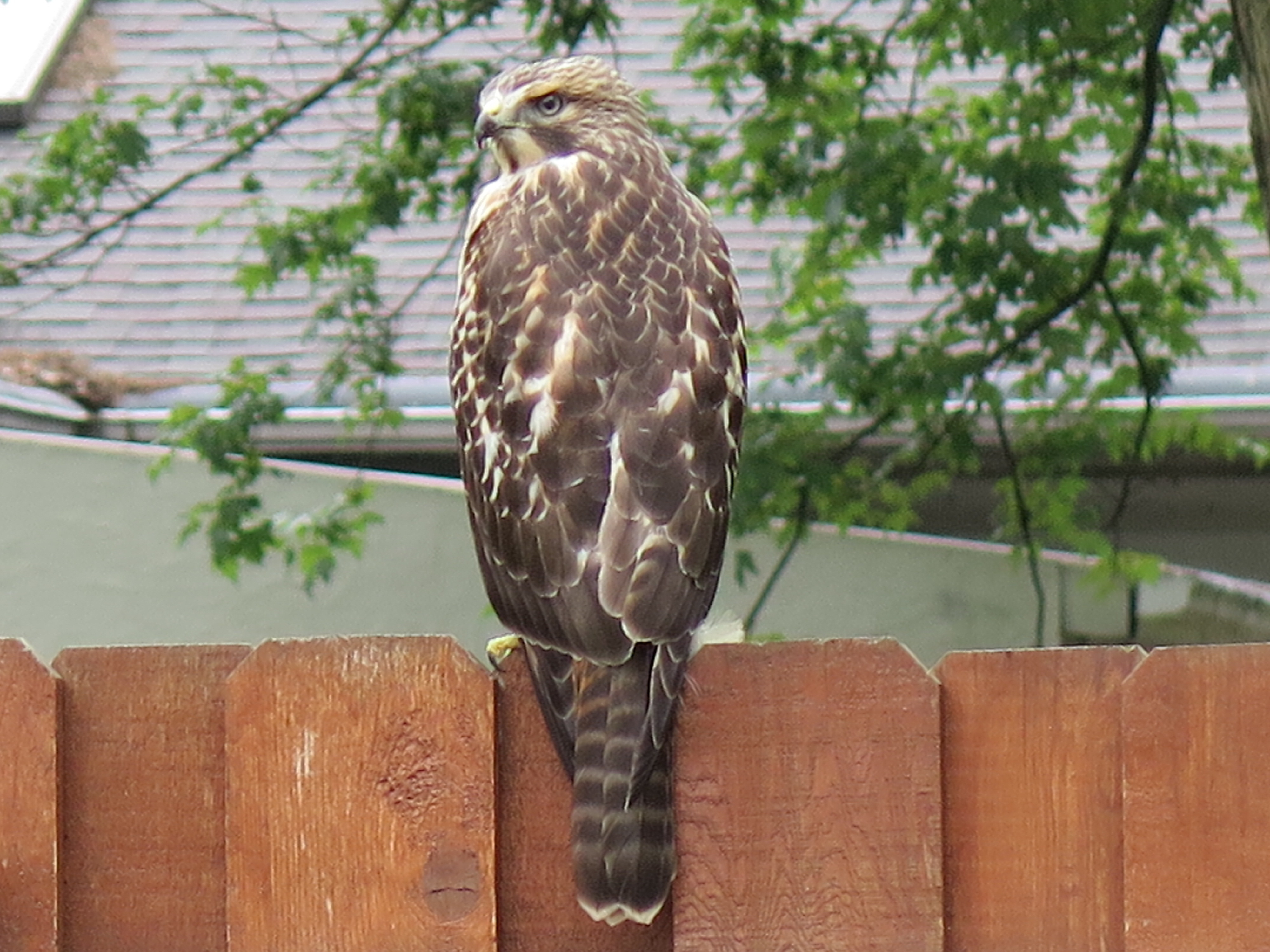 Red-tailed Hawk another view